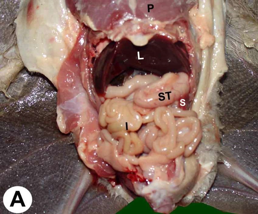 CA STOMACH